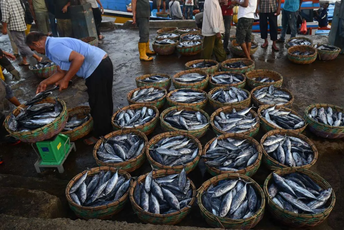 Harga Pangan di Aceh: Cabai Merah Keriting dan Ikan Tongkol Naik, Selasa (19/11)