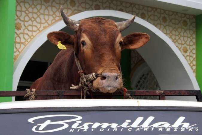 Penyerahan sapi bantuan Presiden 