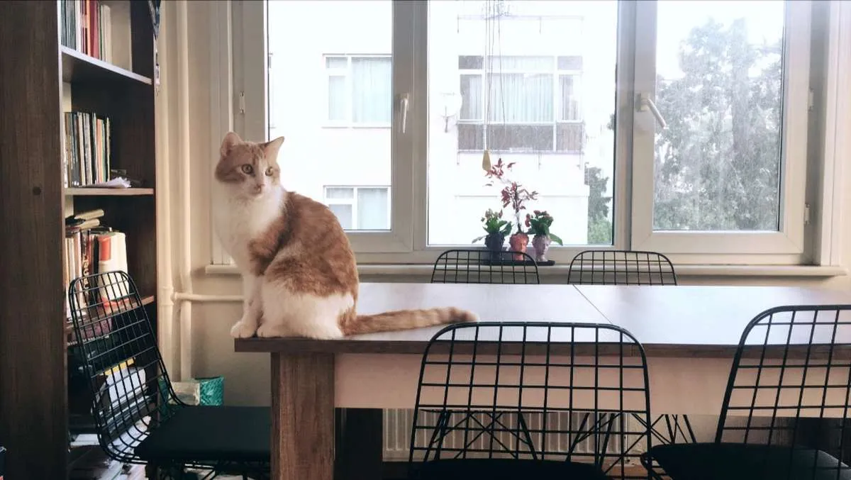 Ada banyak alasan yang membuat kucing suka duduk di dekat laptop, apa saja?