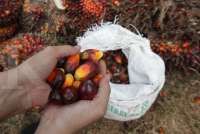 GAPKI: Produksi CPO Naik 10,68%, Ekspor Tumbuh 27,09% pada Oktober 2025