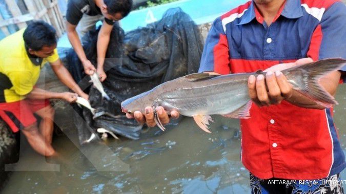 Ikan patin Indonesia masih kalah bersaing