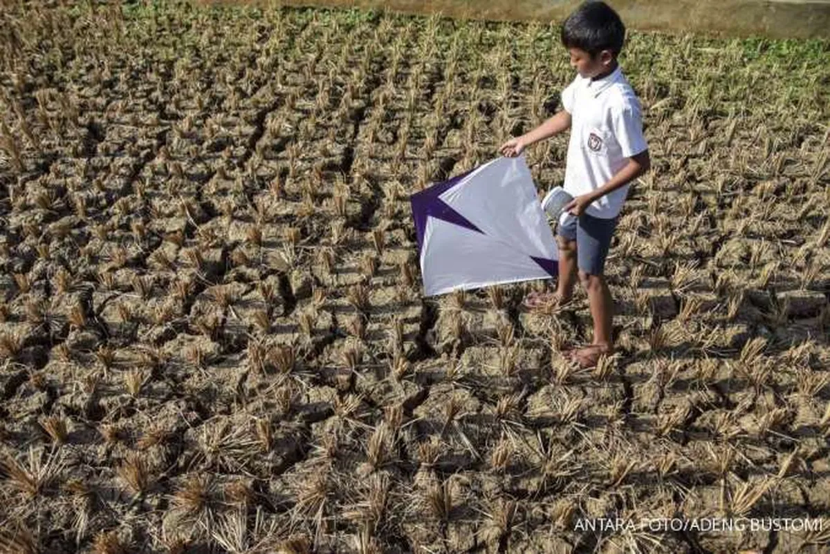 Program Pemerintah untuk Menggenjot Produksi Pertanian Belum Optimal