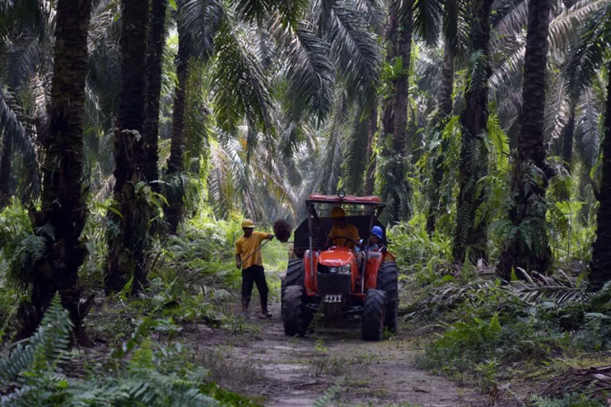 Norwegia tidak menolak minyak sawit Indonesia