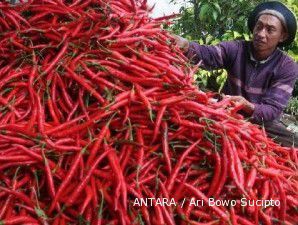 Panen akhir Januari belum tentu bisa meredam kenaikan harga cabai