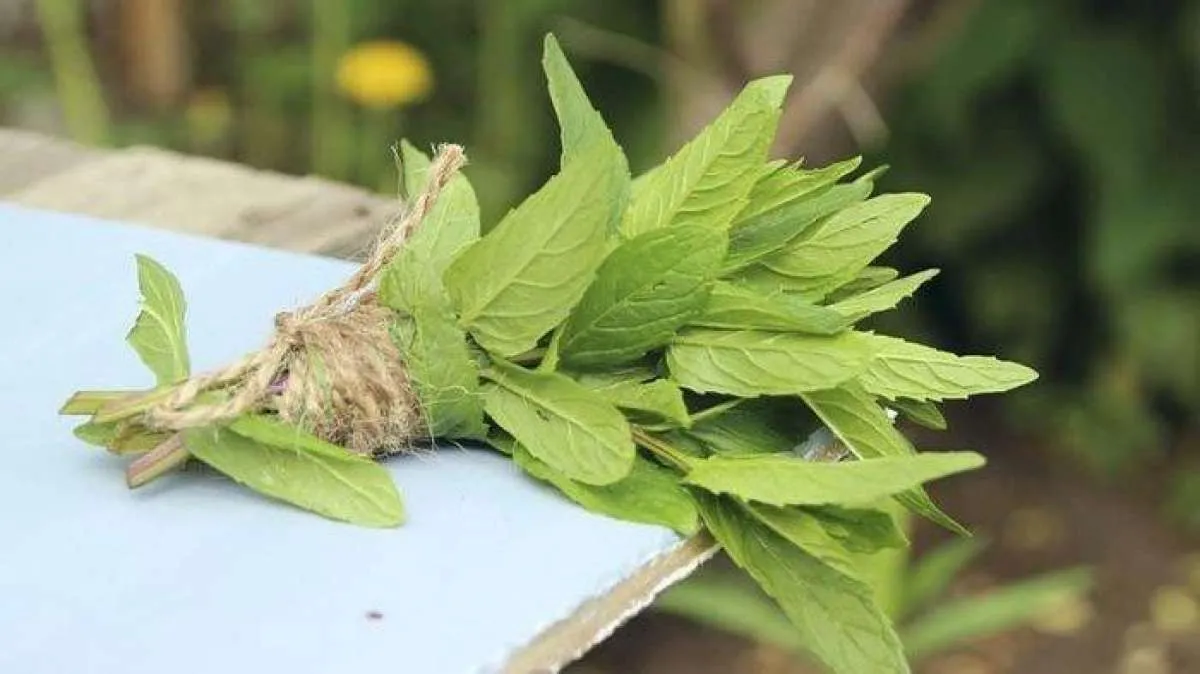 Daun sambung nyawa efektif menurunkan kolesterol tinggi 