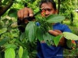 Cuaca baik berpotensi mendorong produktivitas rempah