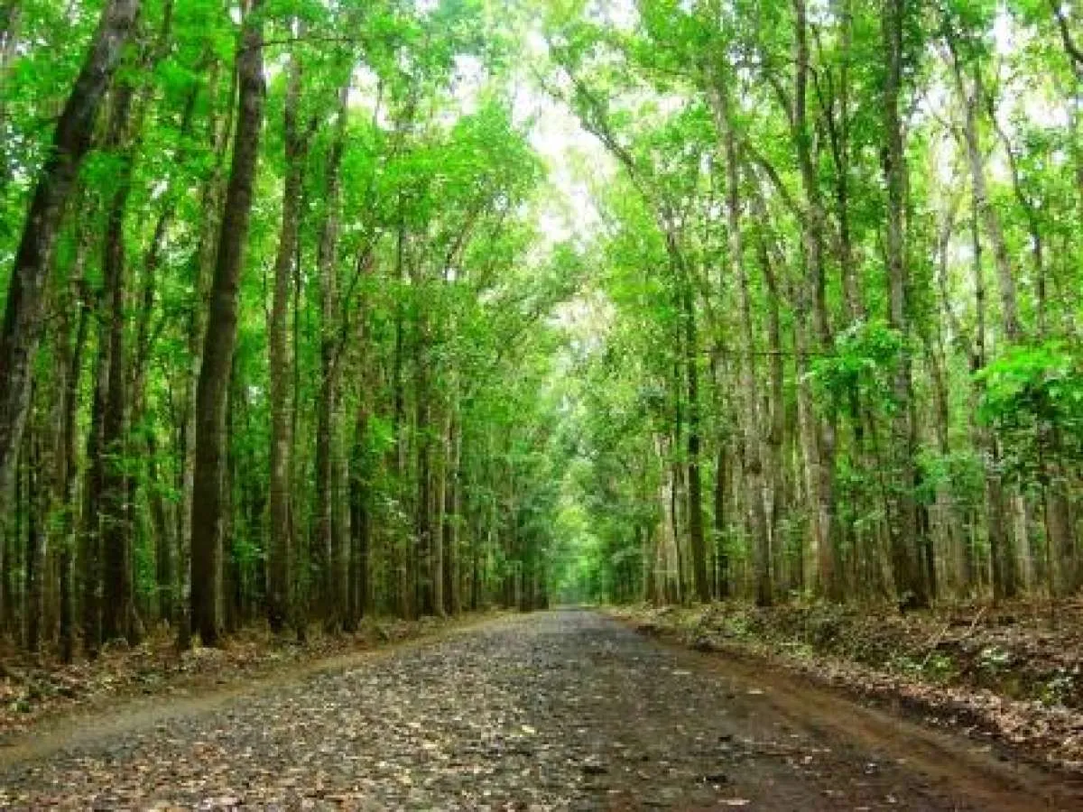 Taman Nasional Alas Purwo Banyuwangi Ditutup Saat Hari Raya Idul Fitri 2026