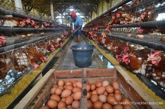 Harga telur ayam naik hingga Rp 19.000 per kg 