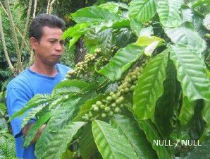 Pasokan seret, harga kopi makin mewangi