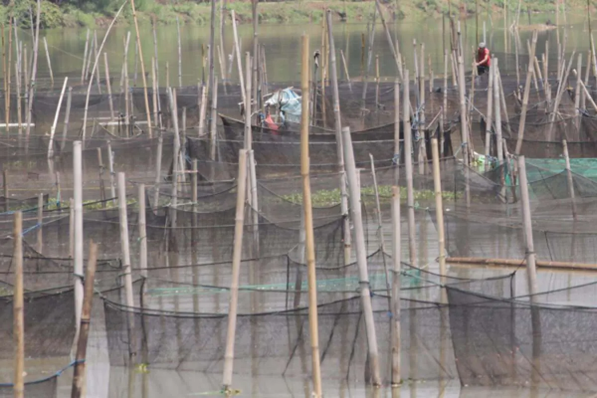 Lebih tinggi dari 2020, KKP targetkan produksi ikan budidaya 19,47 juta ton di 2021