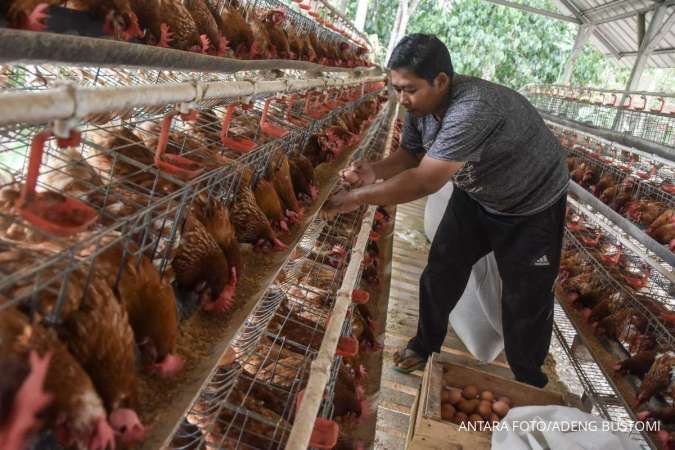 Ukuran Kandang Ayam yang Ideal, Ini Patokan yang Perlu Diketahui
