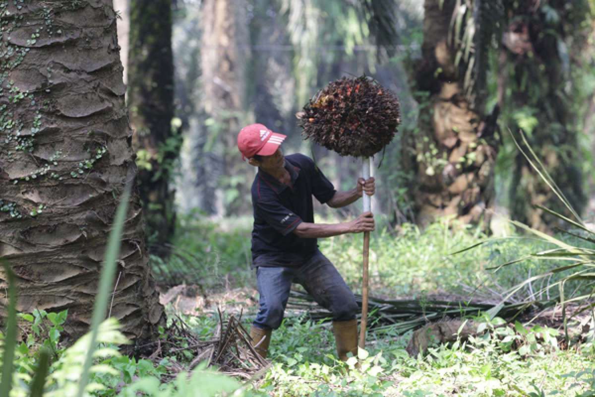 Harga CPO Cetak Rekor Namun Sahamnya Masih Loyo, Simak Rekomendasi Analis