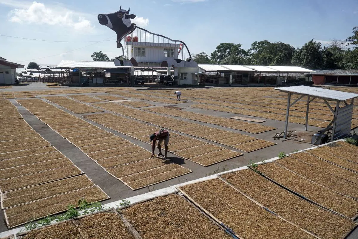Marak PHK, Pekerja dan Petani Tembakau Butuh Regulasi yang Adil