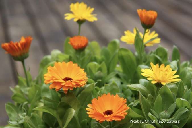 7 Bunga Tahan Cuaca Panas Matahari, Cara Merawatnya Juga Mudah