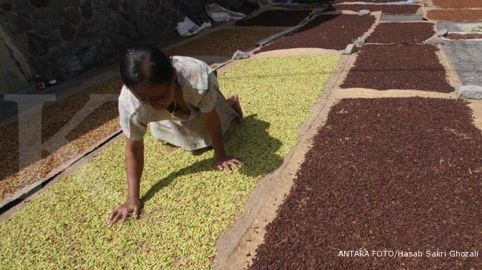 Belum panen raya, harga cengkeh melejit