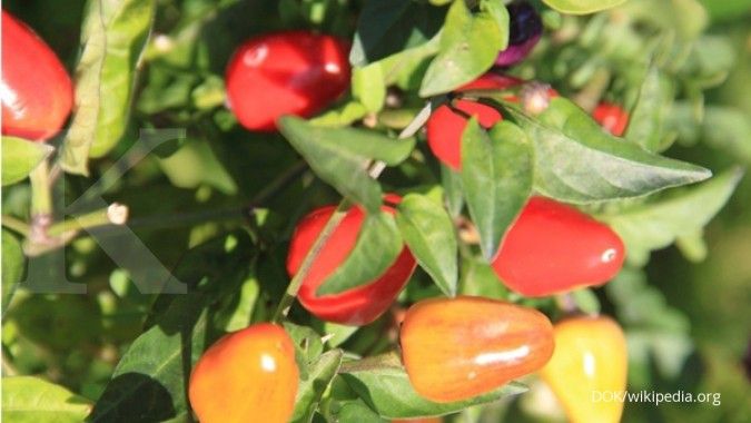 Ingin Berkebun di Rumah? Berikut Daftar Sayuran yang Bisa Ditanam di Balkon