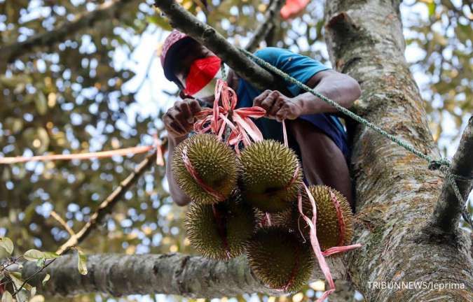 Wangi Cuan dari Usaha Belah Durian