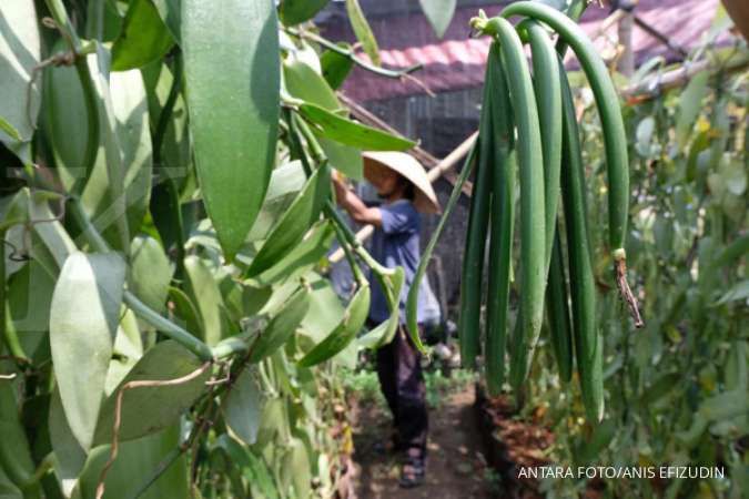 Panen nan Wangi dari Raja Rempah Bernama Vanili