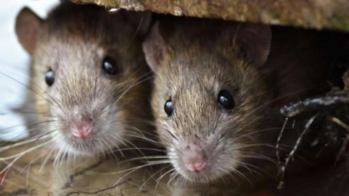 Waspada penyakit kencing tikus di musim hujan: Ini penyebab dan gejala Leptospirosis
