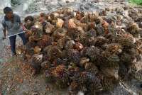 Malaysia Menaikkan Pajak Ekspor dan Harga Jual CPO 