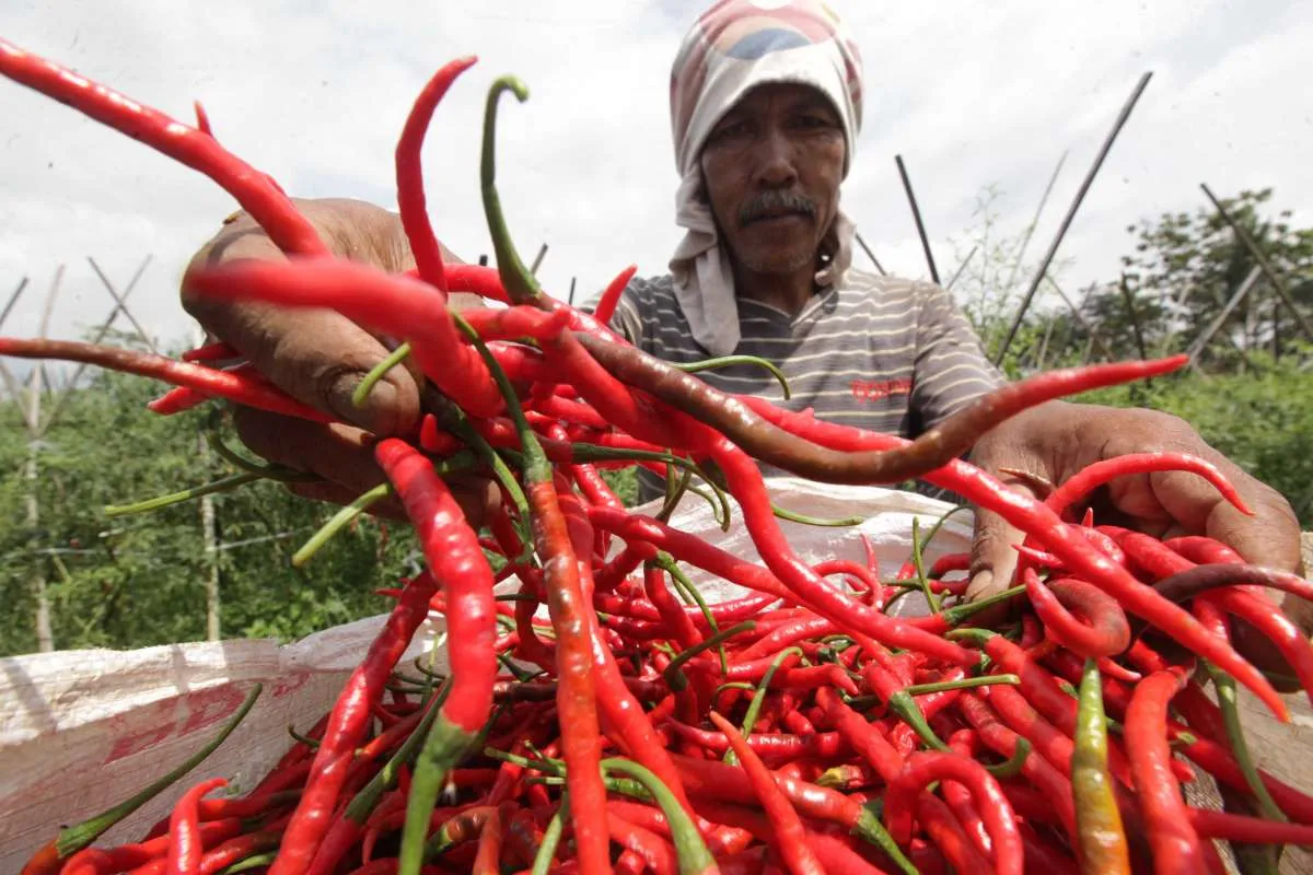 Ikappi: Harga cabai saat ini bisa mencapai Rp 90.000 per kg