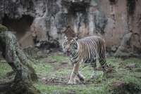 FAO, OIE, dan WHO: Penyebaran Corona pada Hewan Bisa Fasilitasi Varian Baru Muncul