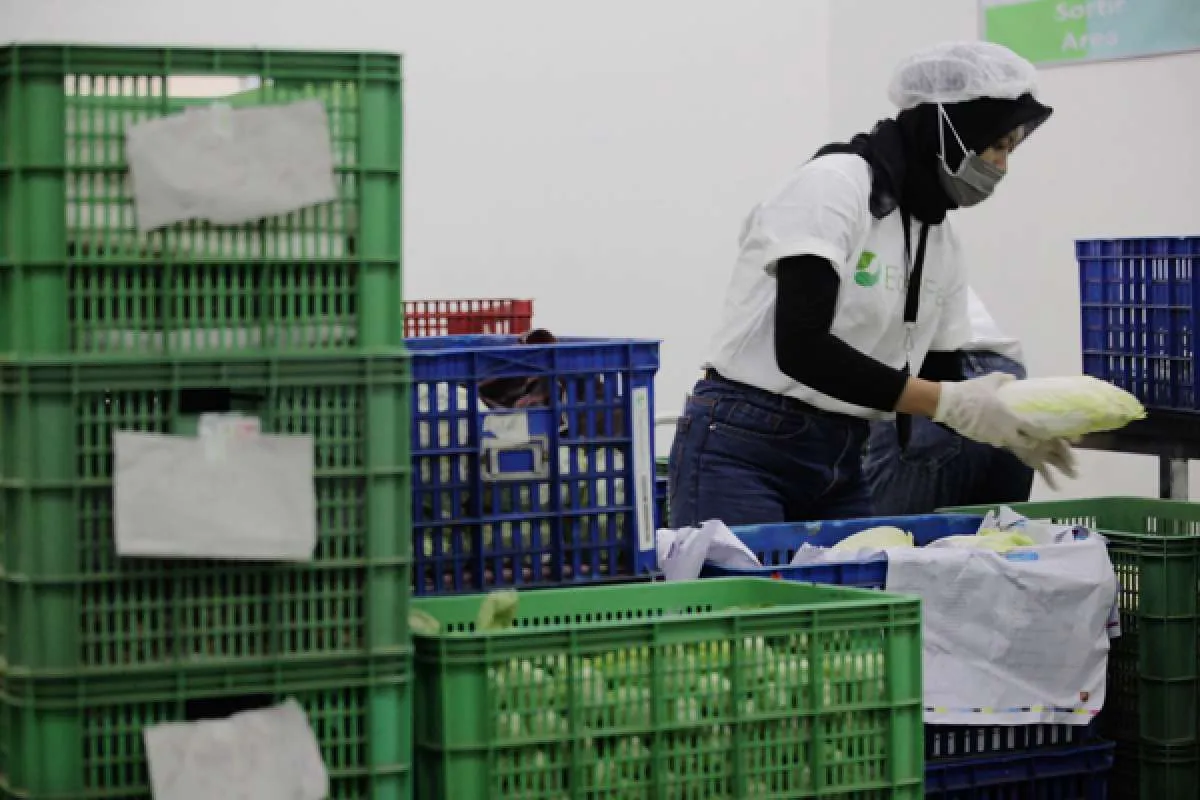 Kementan Gandeng Paskomnas untuk Mendukung Petani Milenial Mendapat Akses Pasar 