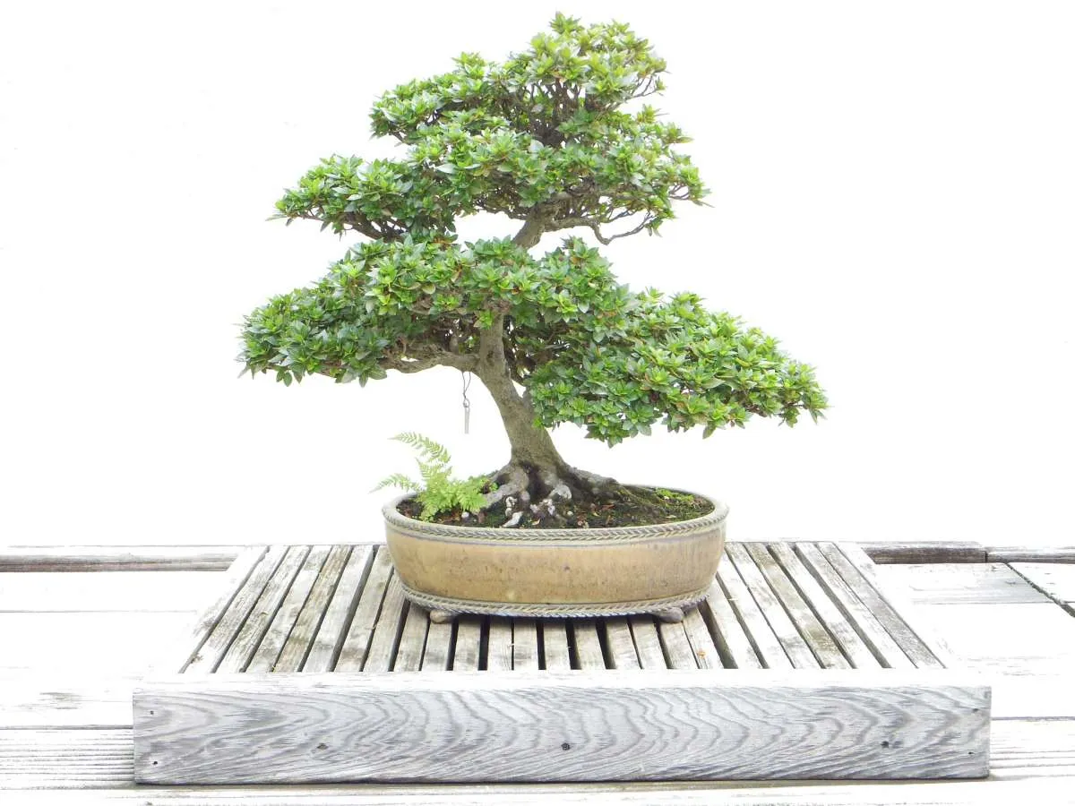 8 Jenis Pohon Bonsai Paling Populer, Cocok untuk Hiasan Rumah