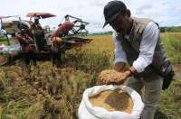 Amran Ungkap 40% Harga Gabah Petani Masih Dibeli di Bawah HPP Rp 6.500/kg