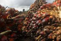 Indonesia, Malaysia, Uni Eropa Susun Panduan Praktis Aturan EUDR untuk Petani Kecil