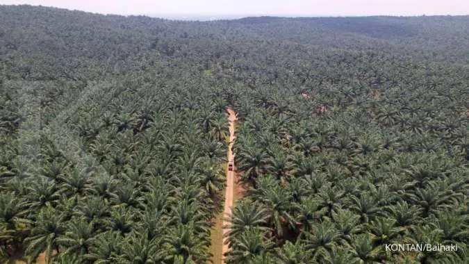 Indonesia Says 200,000 Hectares of Palm Plantations to be Made Forests