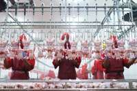 Begini Upaya Widodo Makmur Unggas Dongkrak Kinerja di Tengah Tingginya Harga Pakan