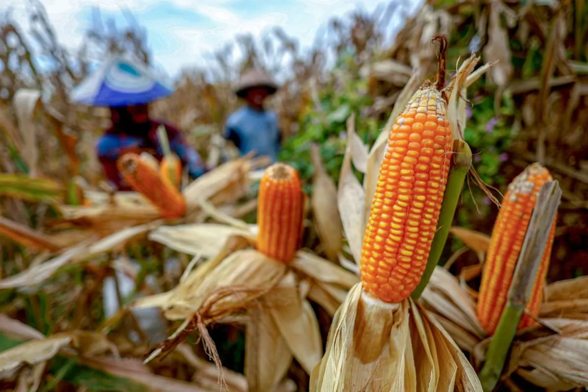 BPS Prediksi Luas Panen Jagung Nasional Naik 20,91% YoY Pada November - Januari 2026