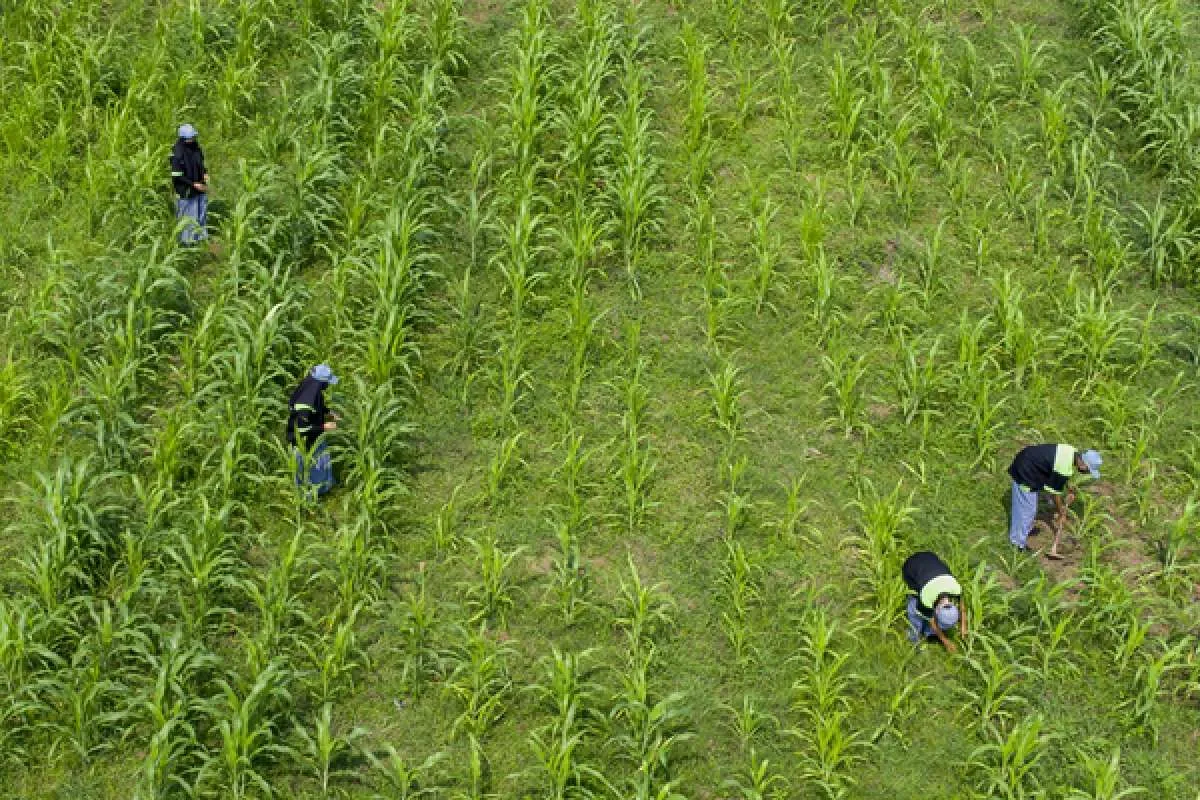 BPS sarankan untuk dorong industri manufaktur dan pertanian lebih tinggi 