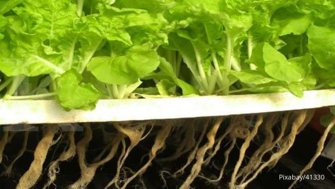 Ingin Bercocok Tanam dengan Sistem Aeroponik? Ini Langkah-Langkahnya