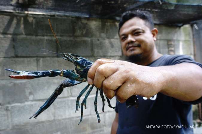 Kebijakan Ekspor Bisa Menyebabkan Benih Lobster Langka dan Harganya Mahal