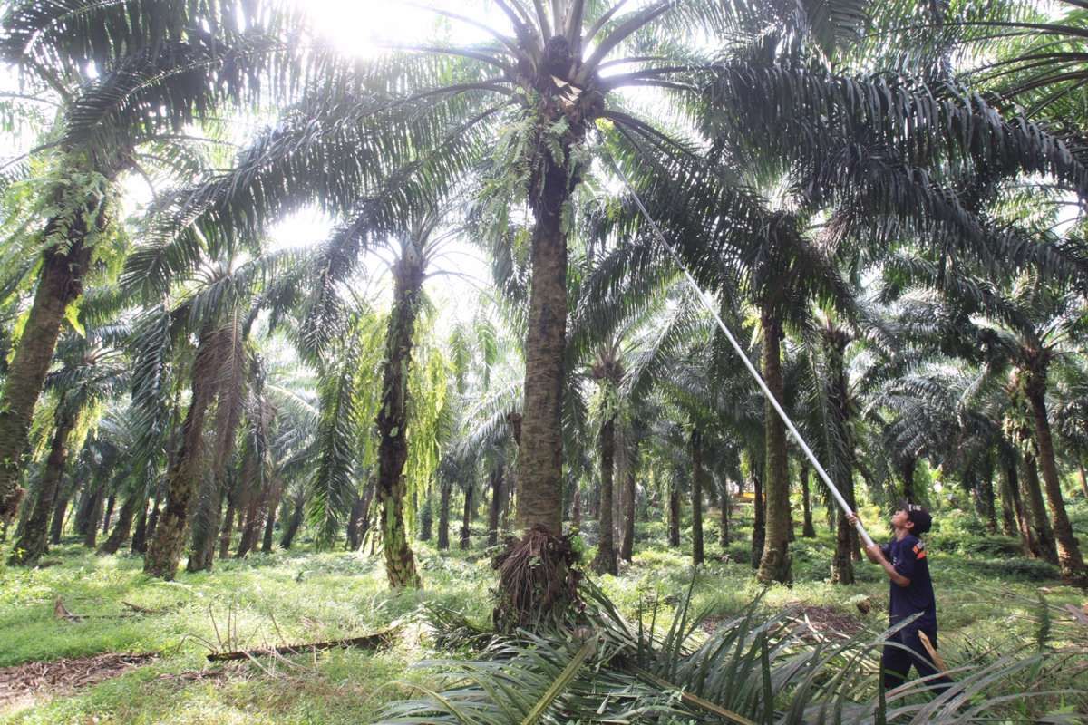 Ekspor sawit turun 11,7% oleokimia masih naik 24%