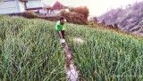 PTPN Group Bangun Ekosistem Bawang Putih