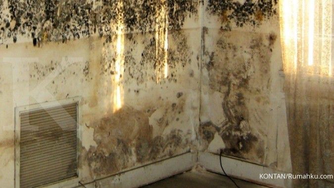 Tips praktis hilangkan jamur di dinding