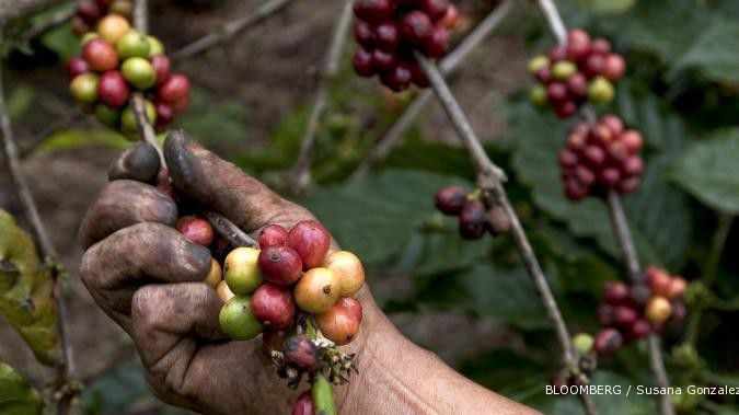 El Nino mengancam pergerakan harga kopi