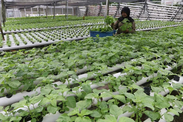 Modal budidaya sayur hidroponik cuma Rp 1,5 juta buat pemula, siapa tertarik? 