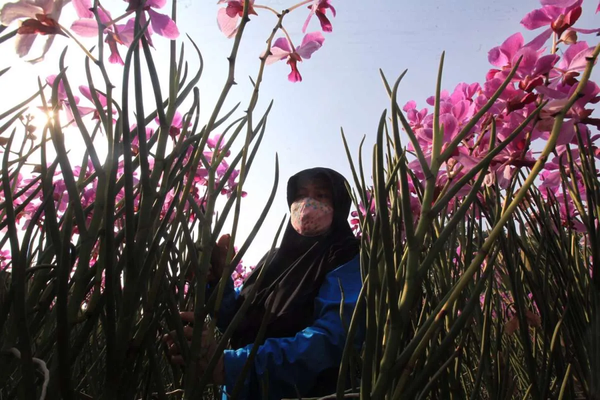 Ini 5 jenis anggrek yang cantik untuk menghias rumah, catat ya!