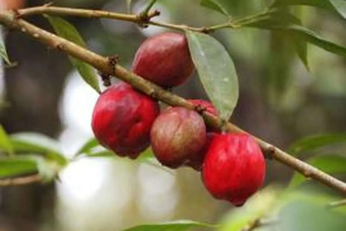 Ini manfaat mahkota dewa sebagai obat herbal yang harus Anda ketahui