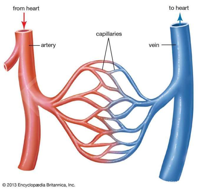 Pembuluh Vena dan Arteri: Pengertian, Fungsi, dan Perbedaannya