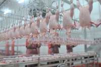 Penjualan Widodo Makmur Perkasa (WMPP) Turun 24,60% Per Kuartal III-2022