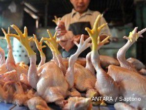 Akhir Agustus, harga ayam diprediksi turun