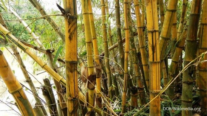 Rimbun laba budidaya tanaman bambu kuning (1)