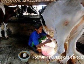 Peternak sapi perah terancam impor susu dari Selandia Baru