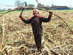 20 pabrik gula berkinerja buruk akan dikumpulkan