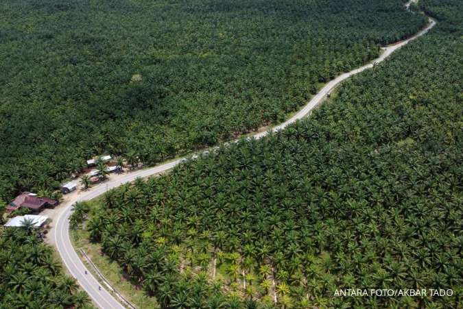 Harga CPO Menguat, Prospek Emiten Perkebunan Makin Subur
